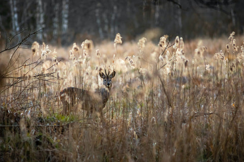 Roe deer in a field